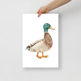 Mallard Duck Watercolor Fine Art Print