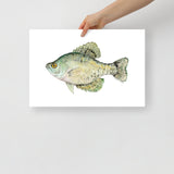 Black Crappie Fish Watercolor Fine Art Poster