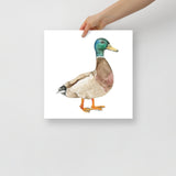 Mallard Duck Watercolor Fine Art Print