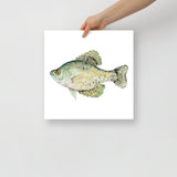 Black Crappie Fish Watercolor Fine Art Poster