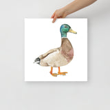 Mallard Duck Watercolor Fine Art Print