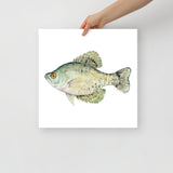 Black Crappie Fish Watercolor Fine Art Poster