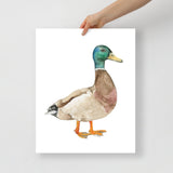 Mallard Duck Watercolor Fine Art Print