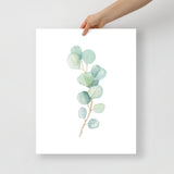 Eucalyptus Watercolor Art Print