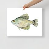 Black Crappie Fish Watercolor Fine Art Poster