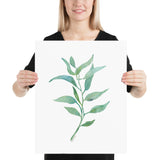 Eucalyptus 2 Branch Watercolor