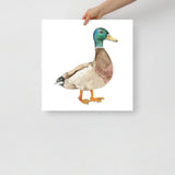 Mallard Duck Watercolor Fine Art Print