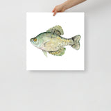 Black Crappie Fish Watercolor Fine Art Poster