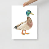 Mallard Duck Watercolor Fine Art Print