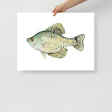 Black Crappie Fish Watercolor Fine Art Poster