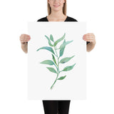 Eucalyptus 2 Branch Watercolor