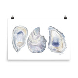 Oysters Seashell Watercolor Art Print