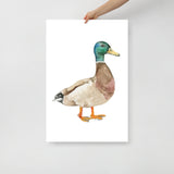 Mallard Duck Watercolor Fine Art Print