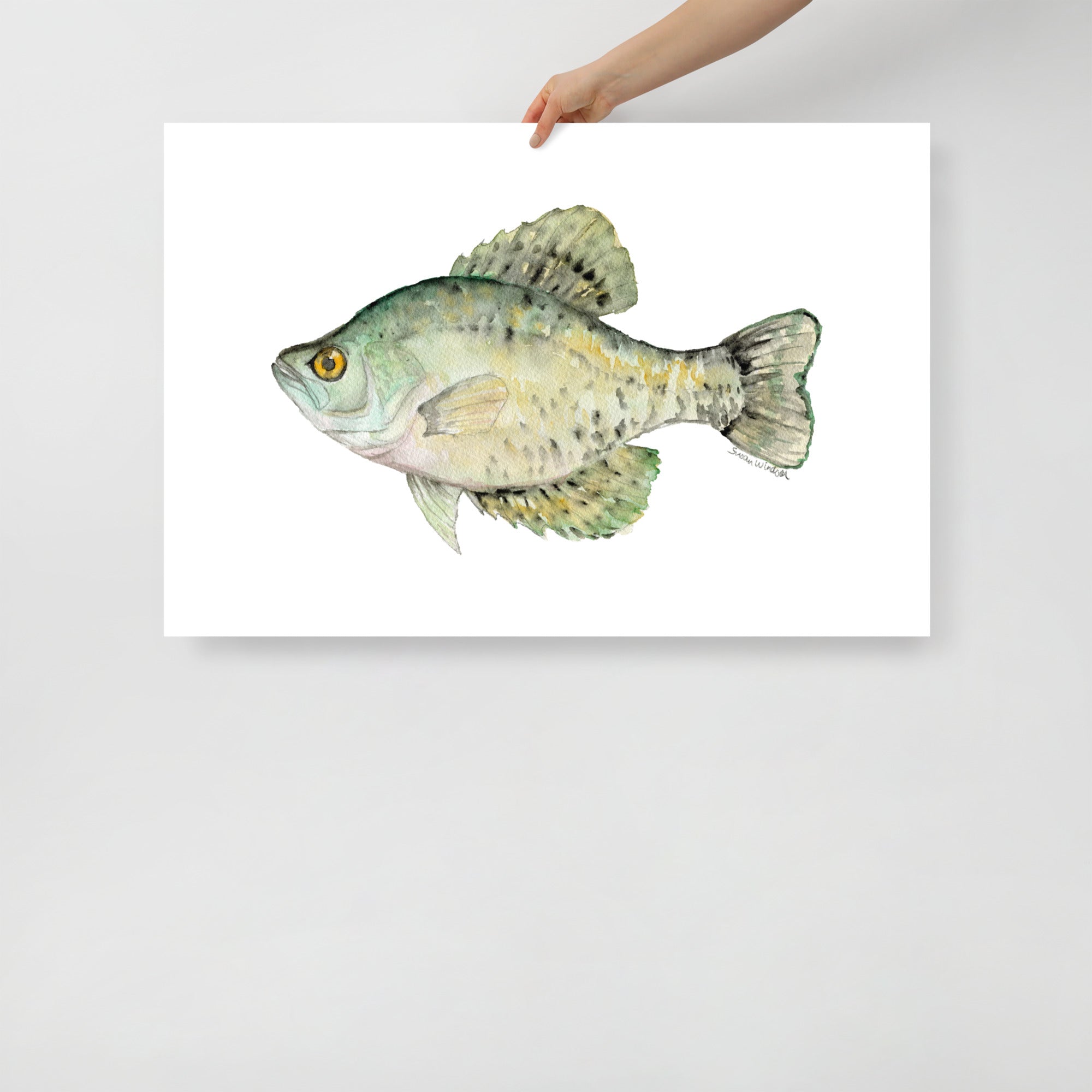 Black Crappie Fish Watercolor Fine Art Poster – Susan Windsor