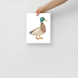 Mallard Duck Watercolor Fine Art Print