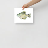 Black Crappie Fish Watercolor Fine Art Poster