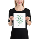 Eucalyptus 2 Branch Watercolor