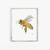 Honey Bee Watercolor