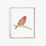 House Finch Bird Watercolor
