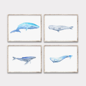 Whale Watercolor Art Prints - Set of 4 Animals - Blue, Humpback, Sperm, and Beluga Whales