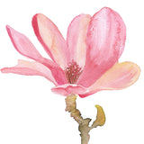 Magnolia Flower Original Watercolor Painting