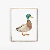 Mallard Duck Watercolor Fine Art Print