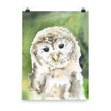 Barred Owl Watercolor