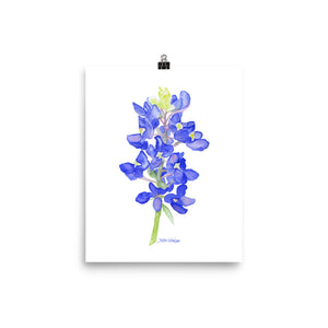 Bluebonnet Wildflower