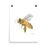 Honey Bee Watercolor