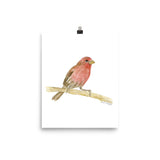House Finch Bird Watercolor