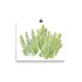 Cactus Moroccan Mound Watercolor
