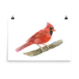 Red Cardinal Watercolor
