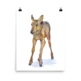 Baby Moose Calf Watercolor Print