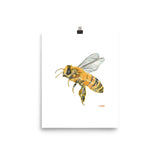 Honey Bee Watercolor