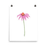 Pink Coneflower Wildflower Echinacea Daisy Watercolor Print