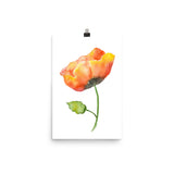 Orange Poppy Watercolor
