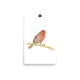 House Finch Bird Watercolor
