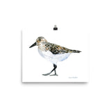 Sandpiper Watercolor