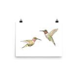 Ruby Throated Hummingbirds Watercolor