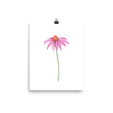 Pink Coneflower Wildflower Echinacea Daisy Watercolor Print