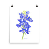 Bluebonnet Wildflower