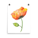 Orange Poppy Watercolor