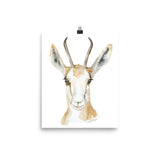 Springbok Antelope Watercolor