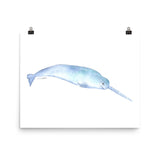 Narwhal Watercolor