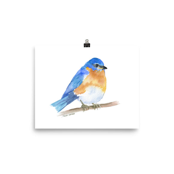 Eastern Bluebird Watercolor