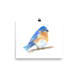Eastern Bluebird Watercolor