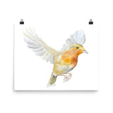 Flying Robin Watercolor