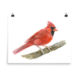 Red Cardinal Watercolor