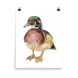 Wood Duck Watercolor