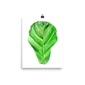 Fiddle Leaf Fig Watercolor